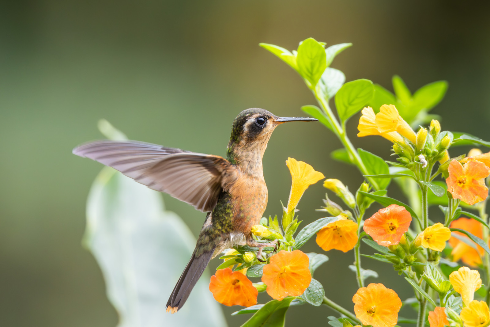 image Speckled Hummingbird
